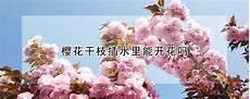 芝樱花能多年开吗