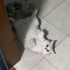 英短猫和布偶猫哪个好养